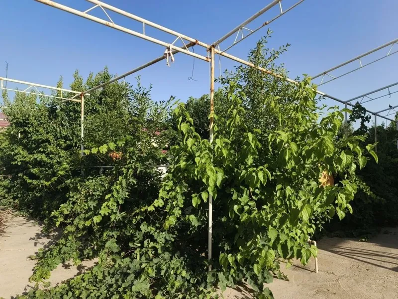 Qorovulbozordan 6sotixli kotej hamma sharoitlarga ega — фото 2