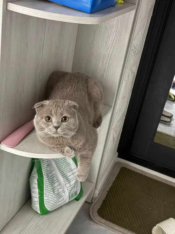 Продаётся шотландский кот.