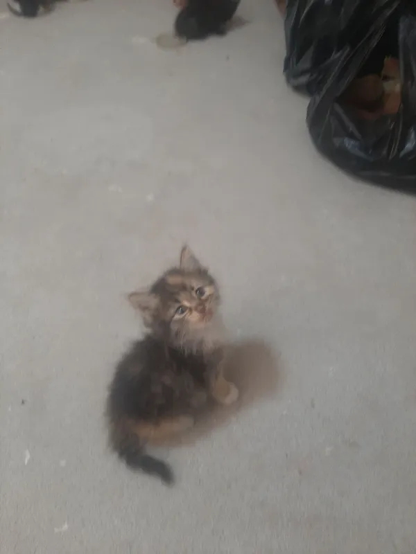котята.милые .смешные.умные .приучены к лотку.. — фото 3