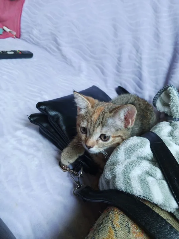 Котенок скотиш страйт 2 Котенок скотиш страйт 2
