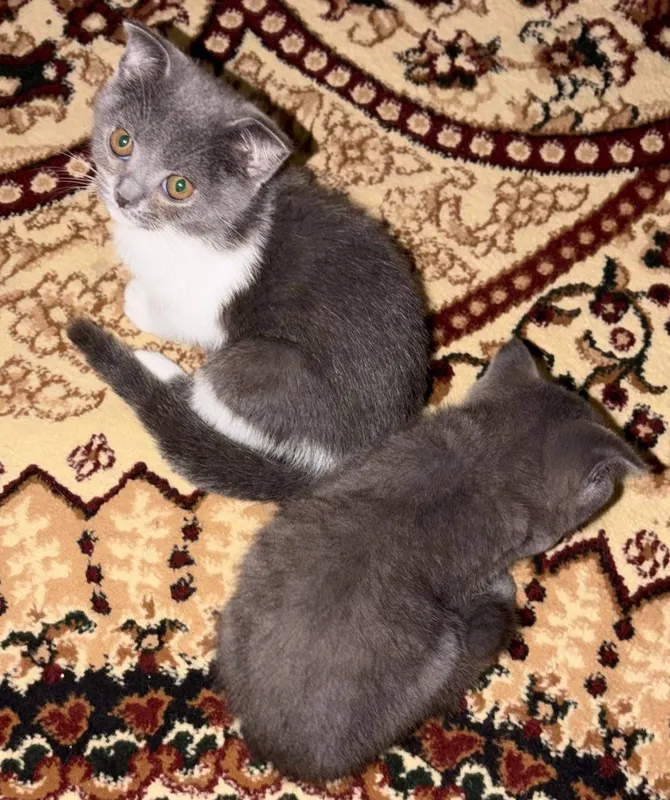 Очаровательные котята ищут любящих хозяев! 4 Очаровательные котята ищут любящих хозяев! 4