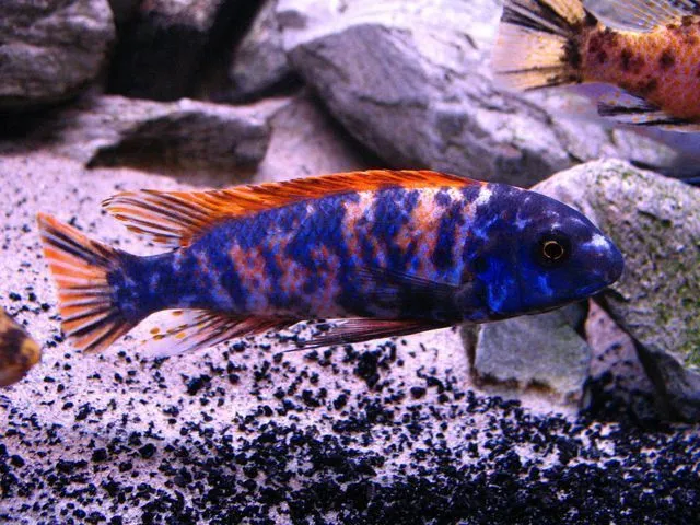 Labeotropheus trewavasae obi — фото 1