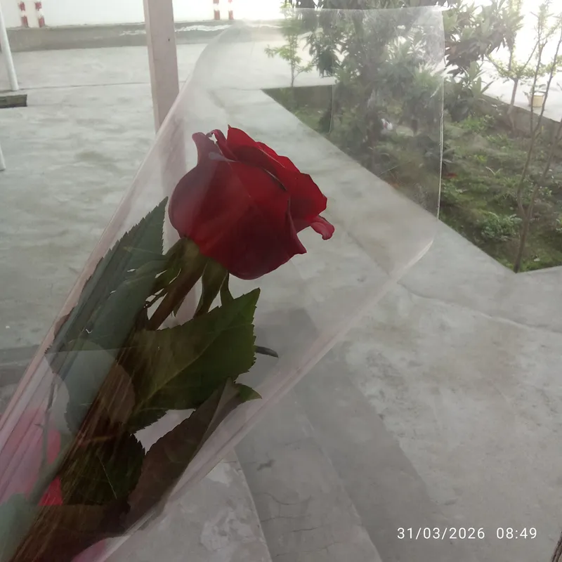 Красивый цветок🌷 1 Красивый цветок🌷 1