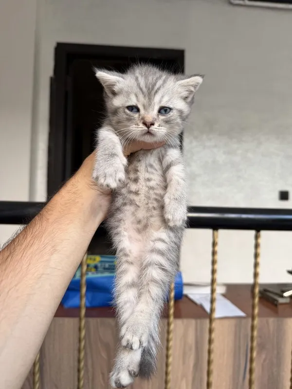 Scottish fold va strite 4