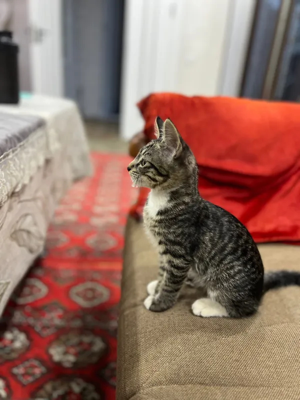 Домашний котенок. Домашний котенок.