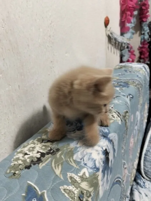 Котенок скотиш страйт.Лоток знает,в еде не привередлив.2 месяца 1 Котенок скотиш страйт.Лоток знает,в еде не привередлив.2 месяца 1