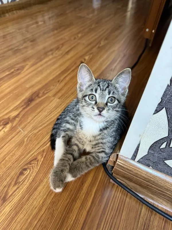 Домашние котята