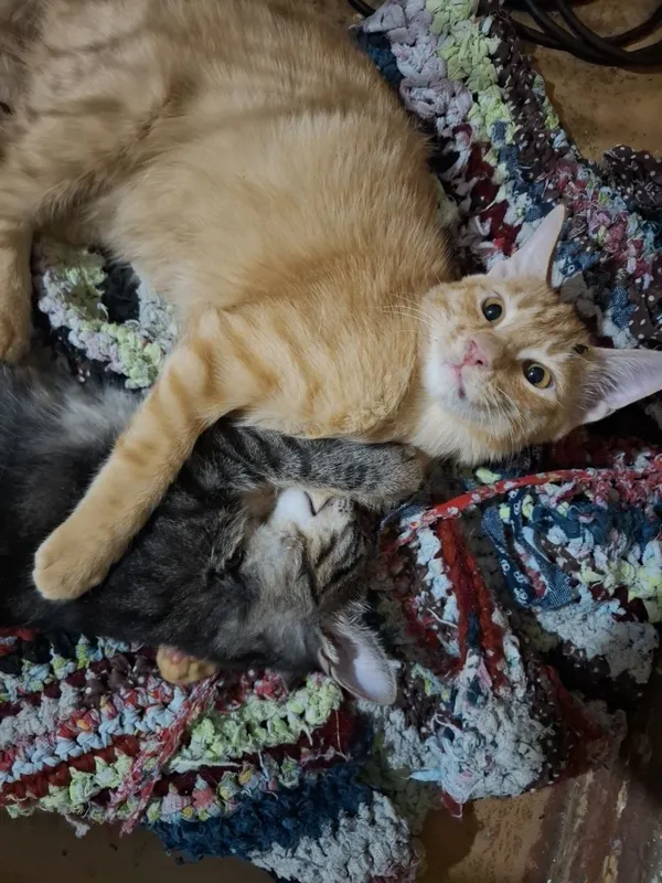 Котенок домашний 3