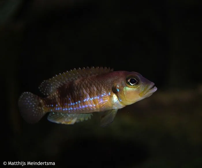 Black ocellatus shell dweller.