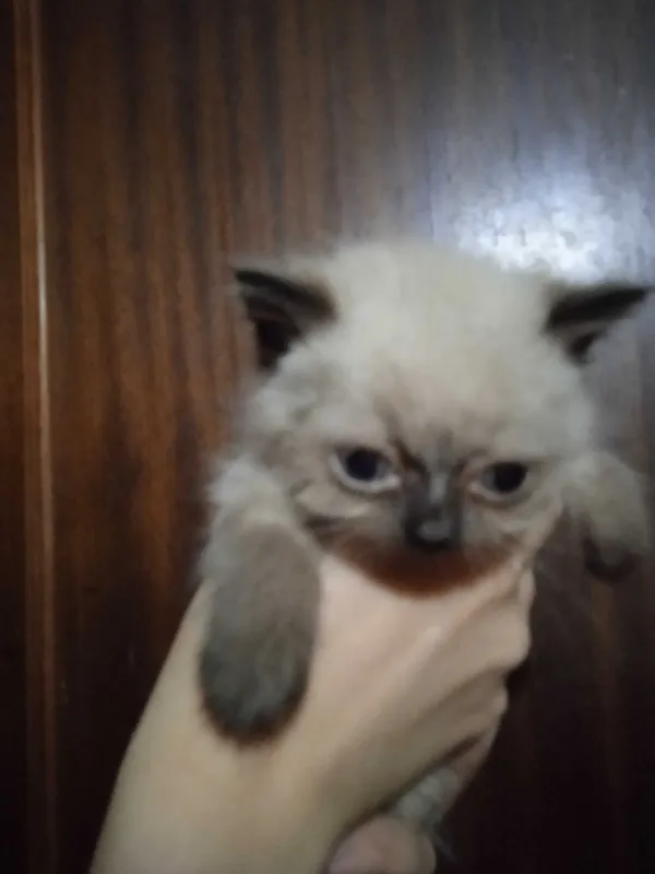 Скотиш страйт сиамского окраса, девочка, 2 месяца. 2