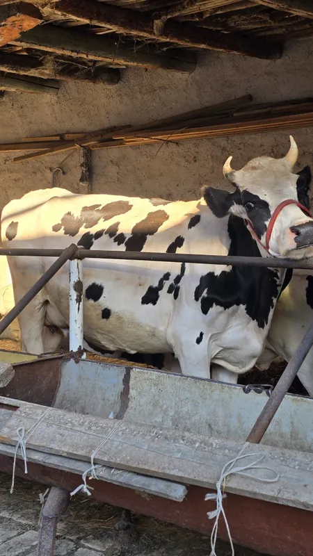 Ona-Bola sigir sotiladi. Brinchi qoringa tuqan 1