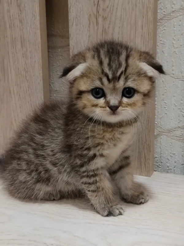Продаются очаровательные котята — фото 4
