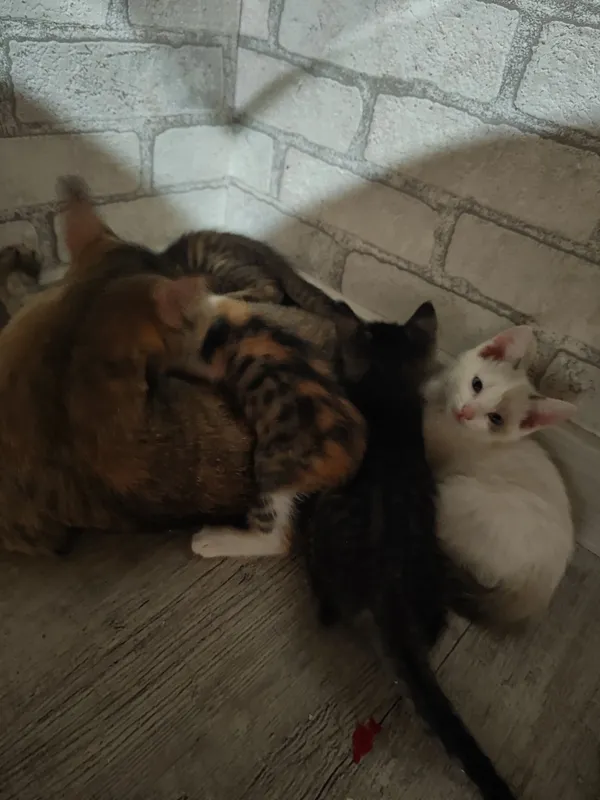 Отдам милых котят в добрые руки! 1