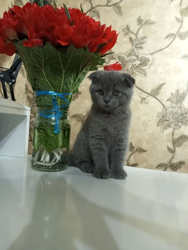 Скотиш Фолд. — фото 2