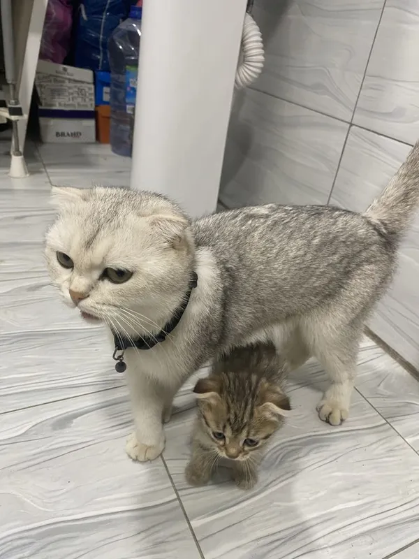 Скотш тозаси сотилади