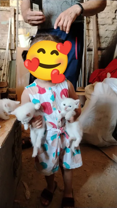 mushukcha