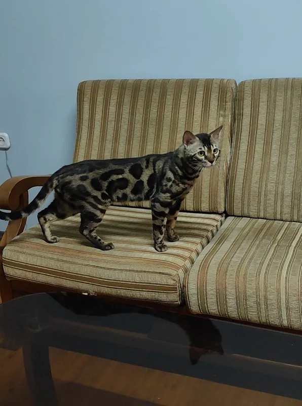 Nasldor bengal mushugi nasl oldirish uchun 4 Nasldor bengal mushugi nasl oldirish uchun 4