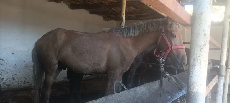 3 ta erkak nar toylar sotiladi 6 3 ta erkak nar toylar sotiladi 6
