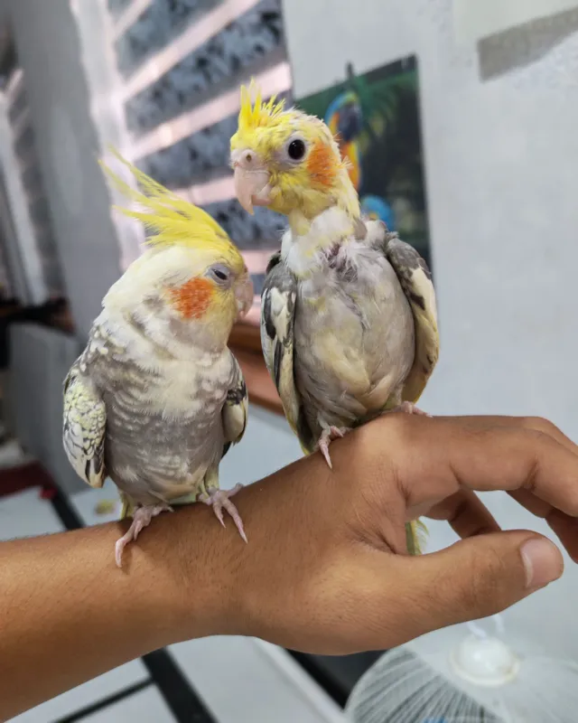 Karella qushi sotiladi 5 Karella qushi sotiladi 5