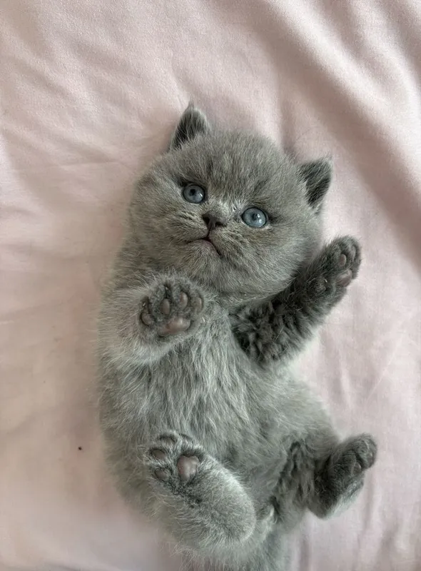Скоттиш фолд , Скоттиш страйт 4 Скоттиш фолд , Скоттиш страйт 4