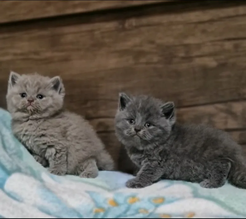 Чистокровные шотландские котята — фото 2