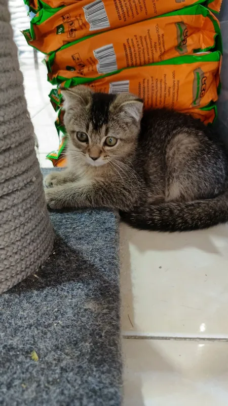 Продается котята шиншиллы