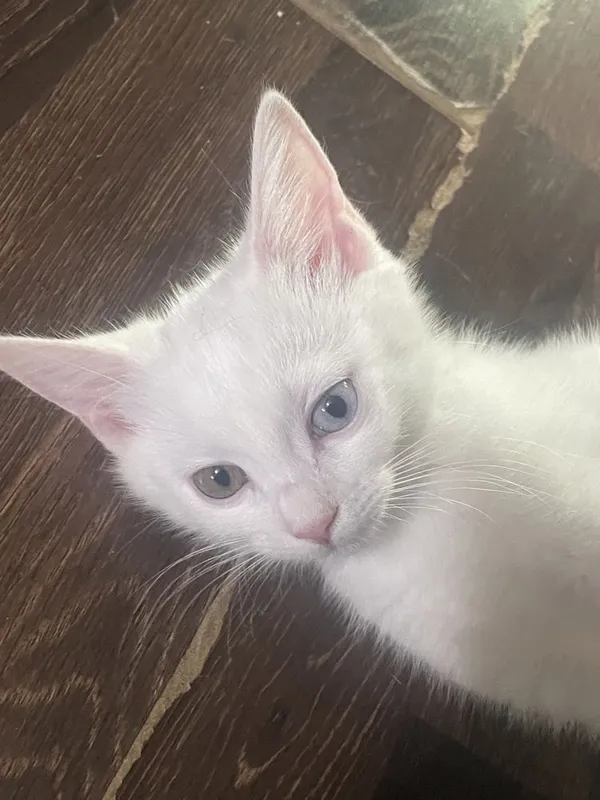 Продаются котята турецкие ангорки , с разными глазами 1 Продаются котята турецкие ангорки , с разными глазами 1