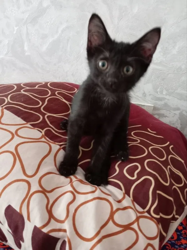Отдам котёнка в хорошие руки Отдам котёнка в хорошие руки