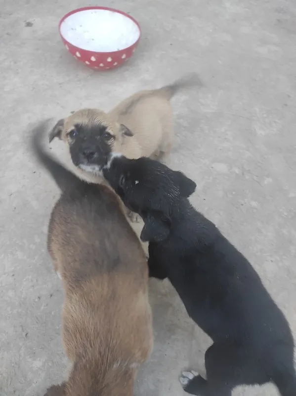 отдам в хорошие руки 3 отдам в хорошие руки 3