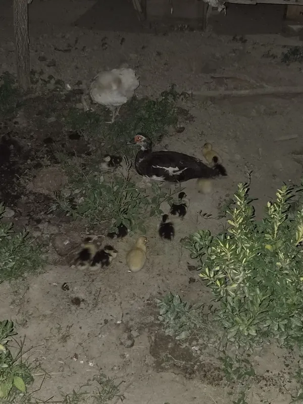 Indautka 11 ta jo'jalari bor 1 oylik bo'ldi sog'lom 5