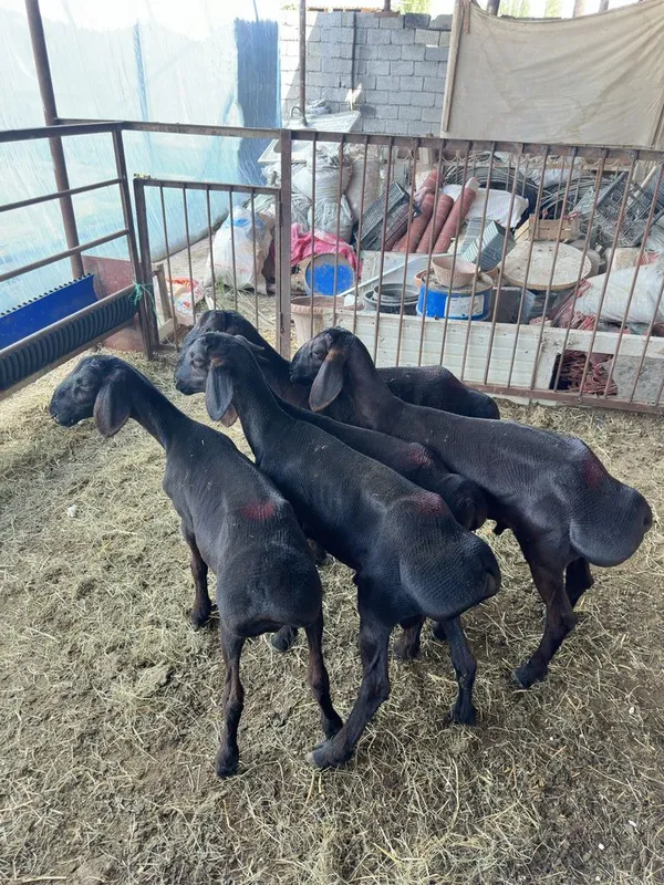 Куй кузи кучкорла сотилади 2 Куй кузи кучкорла сотилади 2