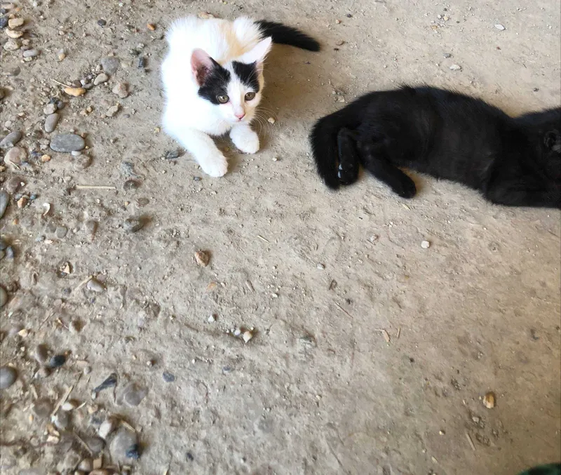 Отдам даром кошек и котов 3