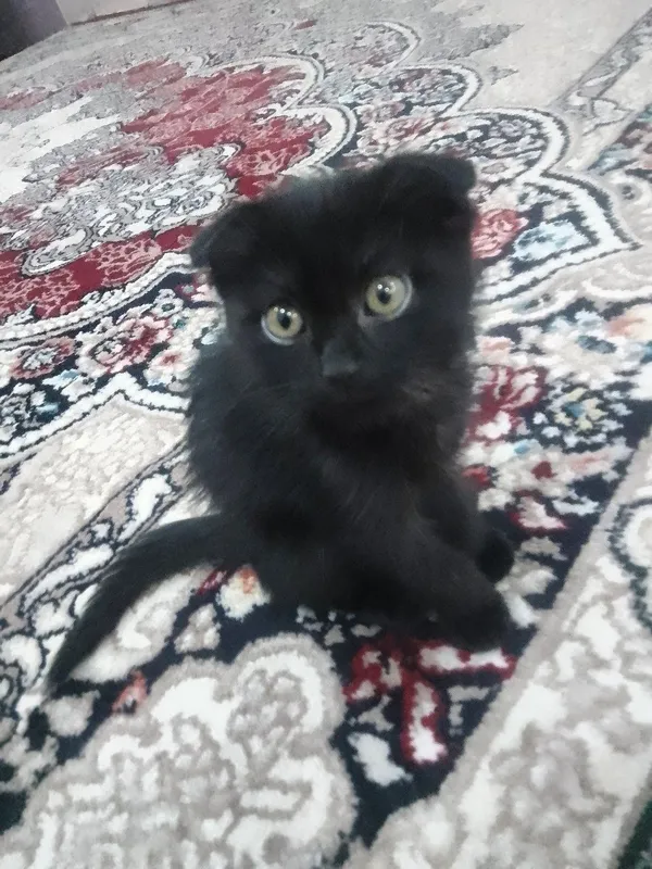 mushuk
