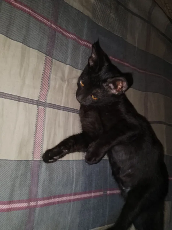 отдам котенка кошечку в добрые руки 3 отдам котенка кошечку в добрые руки 3