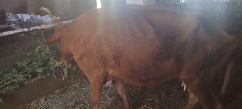 Sigir sotiladi kafolati bilan 3 Sigir sotiladi kafolati bilan 3