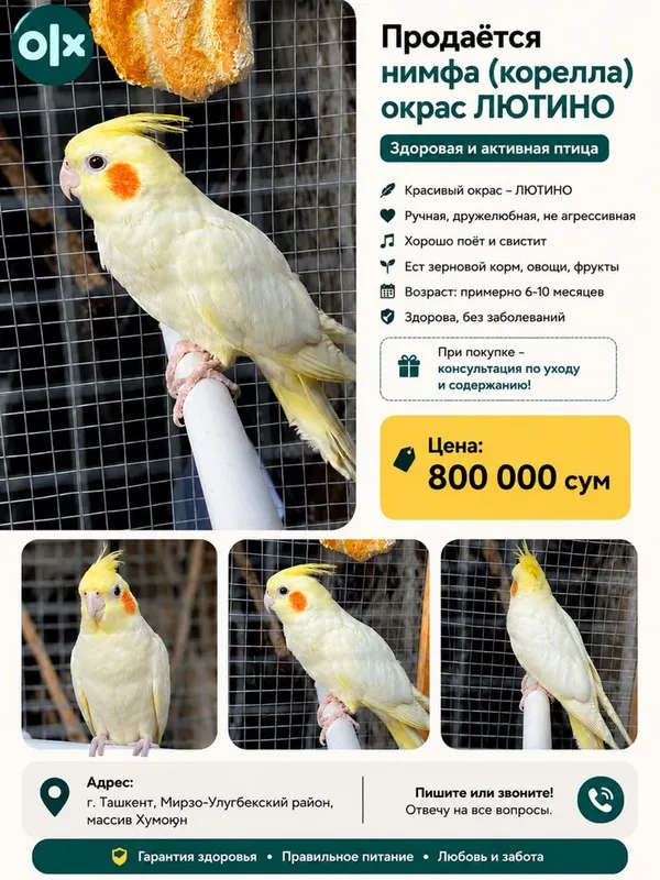 Продаётся красивая и здоровая нимфа (корелла) окраса Лютино. 1