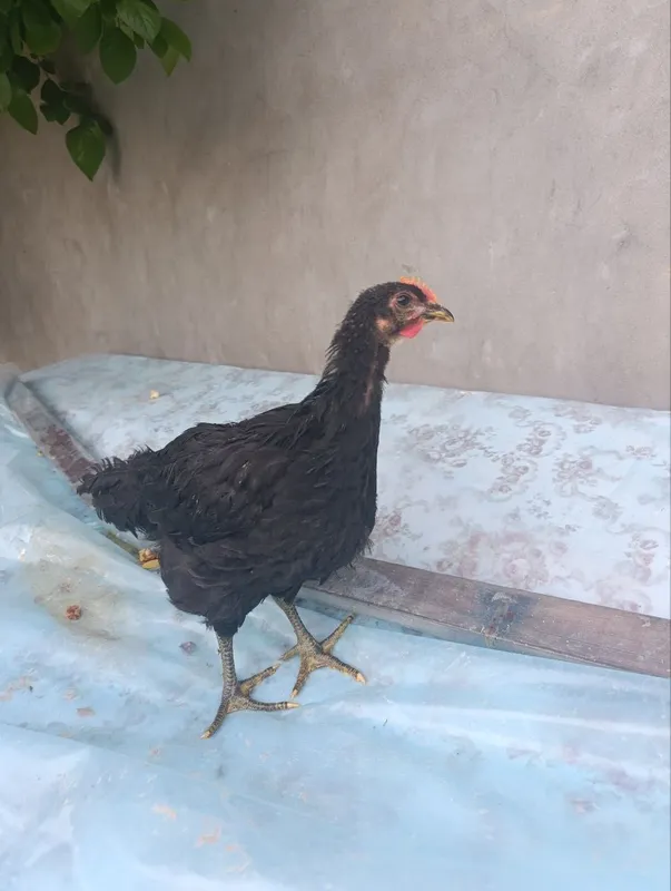 Jessiy jojalar sotiladi