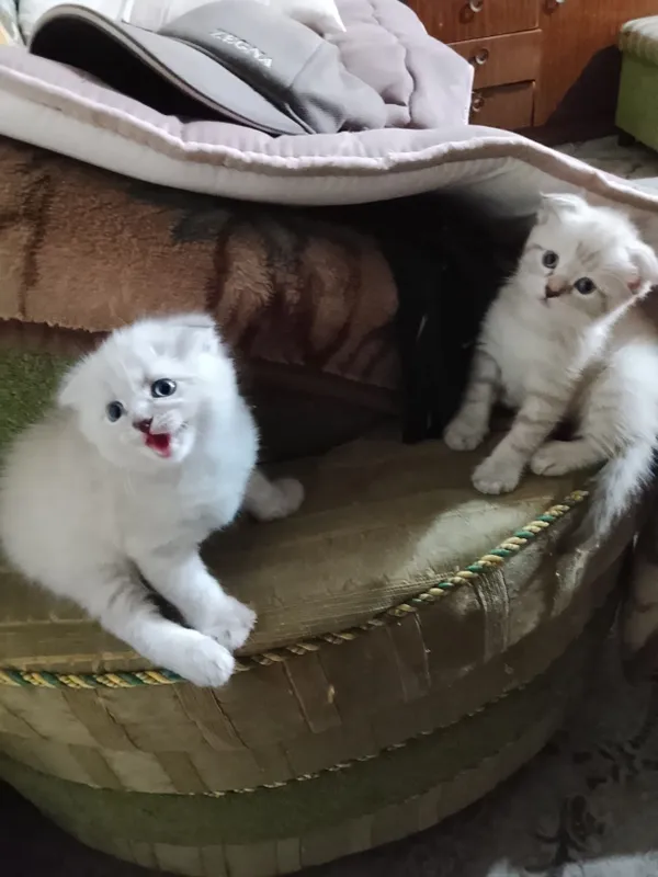 Продаются котята 6 Продаются котята 6