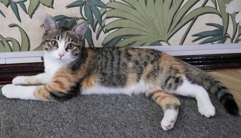 котята-подростки в хорошие руки, 1 мальчик и 2 девочки 1 котята-подростки в хорошие руки, 1 мальчик и 2 девочки 1