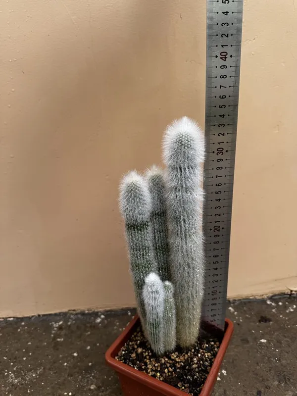 Кактус Cleistocactus strausii — фото 5