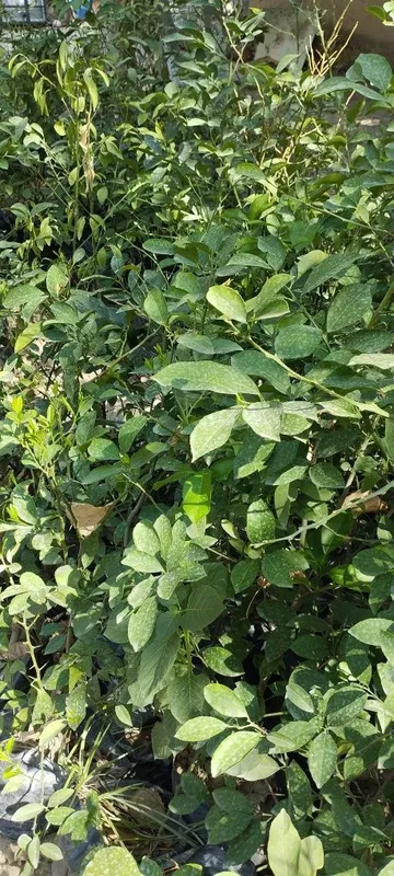 Limon ko'chatlari,3 yillik ekilsa hosilga kiradi — фото 2
