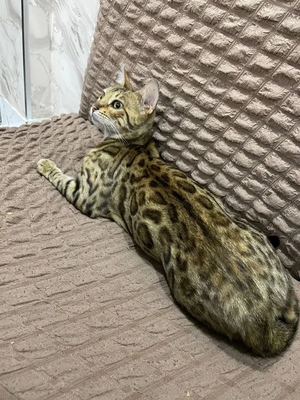 Mushuk bengal sotiladi srochna 2 Mushuk bengal sotiladi srochna 2