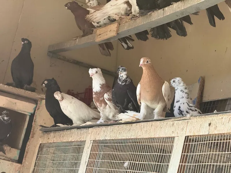Продаются голуби, kaptar, голубь 3 Продаются голуби, kaptar, голубь 3