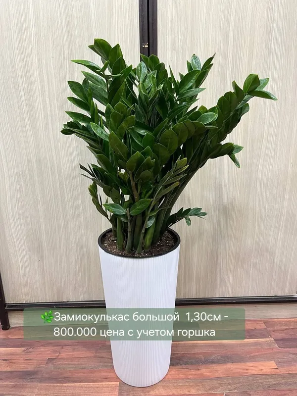Комнатные растения
