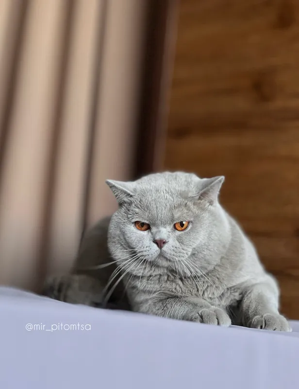 Вязка! British Shorthair Вязка! British Shorthair