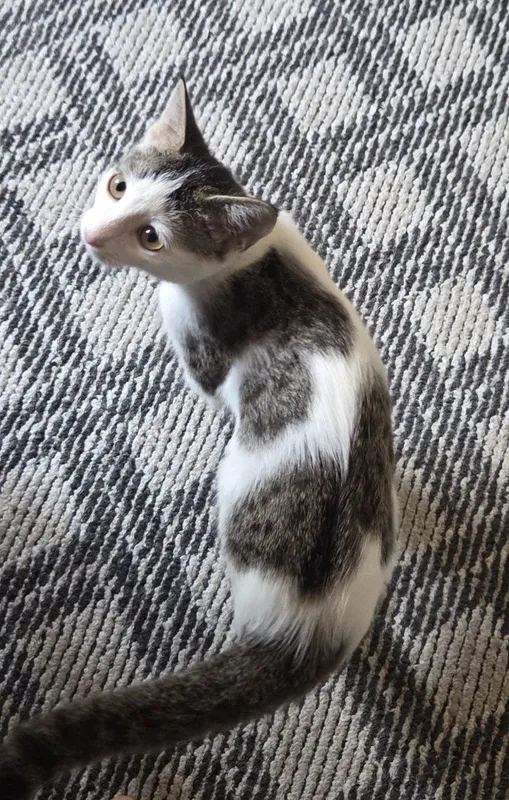 Отдаю домашнюю кошку 2 Отдаю домашнюю кошку 2