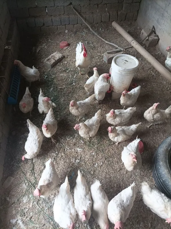 Несушка товуклар — фото 2