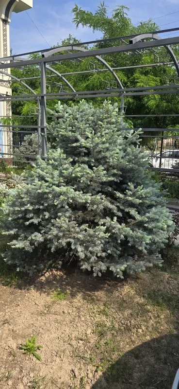 Серебристый елка. Цена 200$