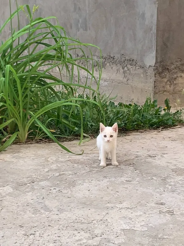 Котята домашние в добрые руки