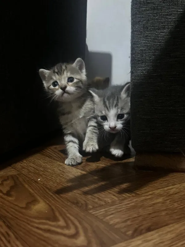 Продаются котята 1,5месяца 1 Продаются котята 1,5месяца 1